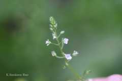 Veronica anagallis-aquatica